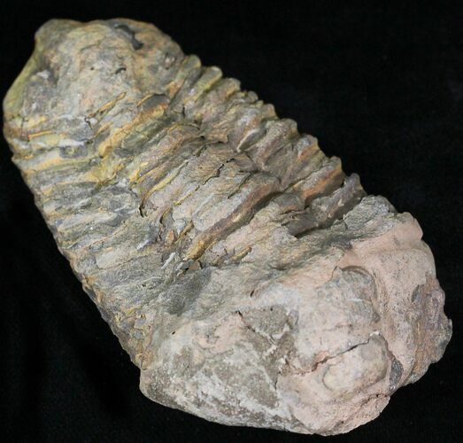 Calymene Trilobite From Morocco - Large Size #17893